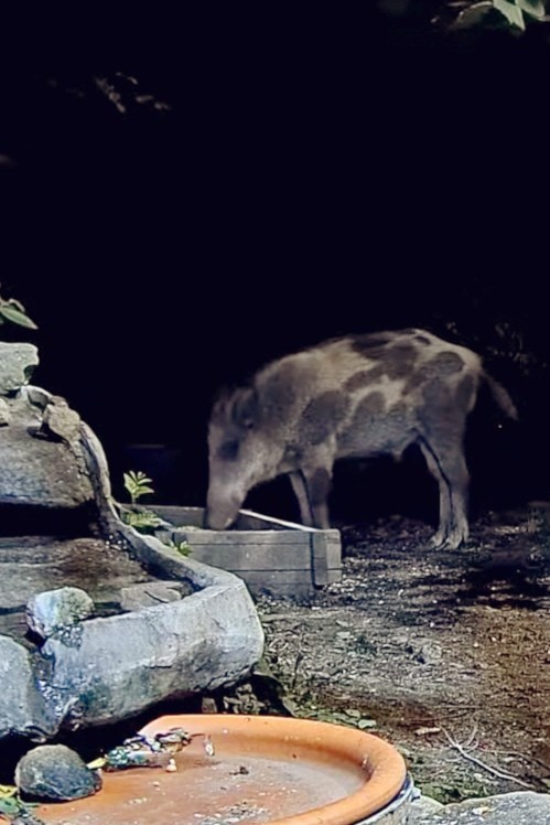 livebirdspoland_2a810603a54906639280de659153e2bb.jpg
