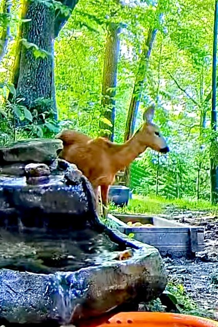 livebirdspoland_a14283444221c1897e7c690a193cb77b.jpg