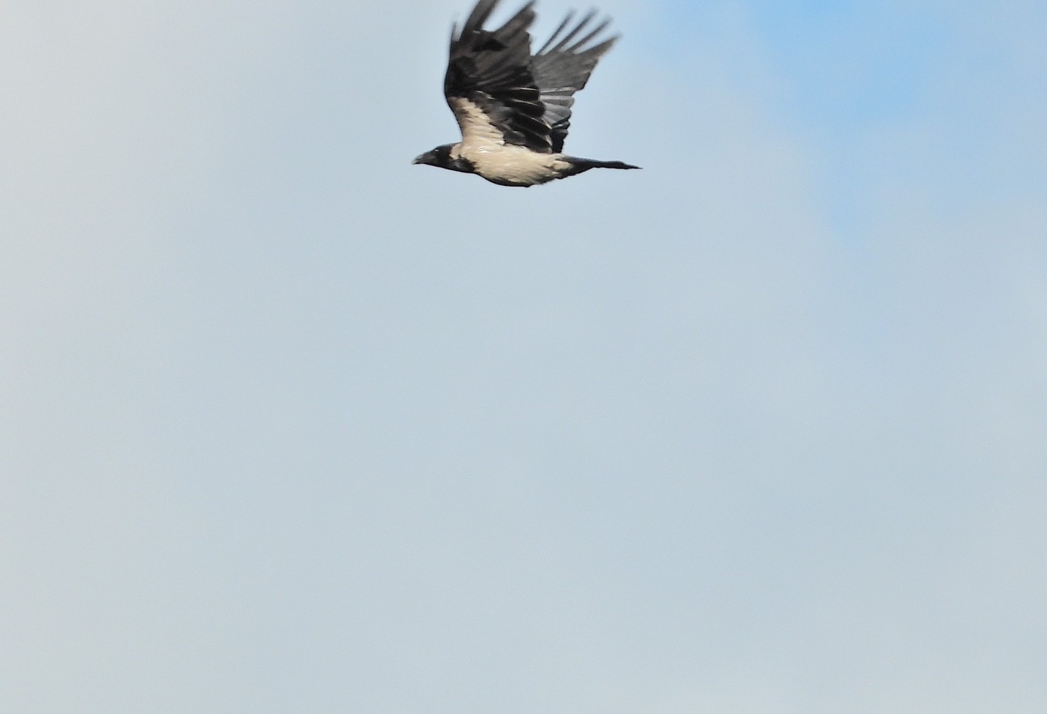 livebirdspoland_f52607c7dd97a2a7eb2ccf15402bdc62.jpg