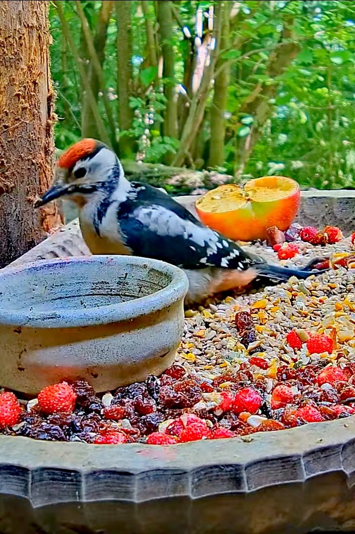 livebirdspoland_f43eb62ce07ffcaa62c3e19aa8010436.jpg