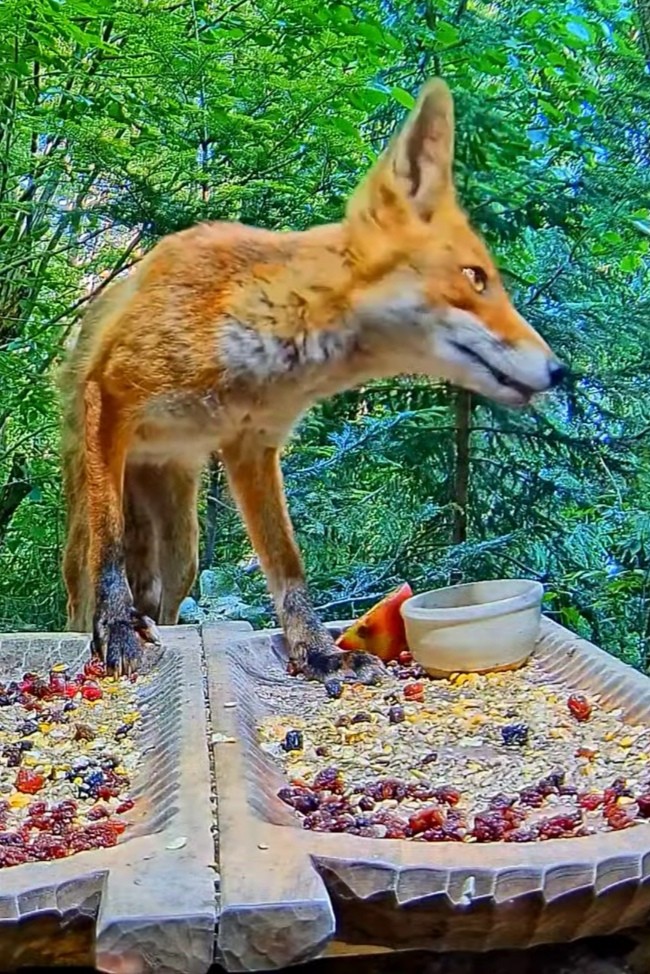 livebirdspoland_f80c4b391fb61d5ee65554a055c518ae.jpg