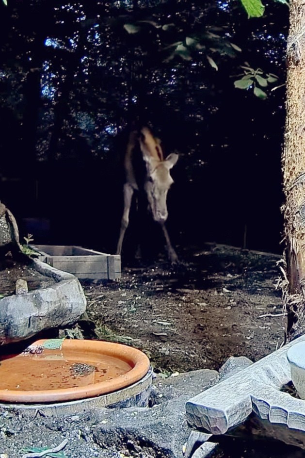 livebirdspoland_38d9443322e4092d5cdc577b7c5d3629.jpg