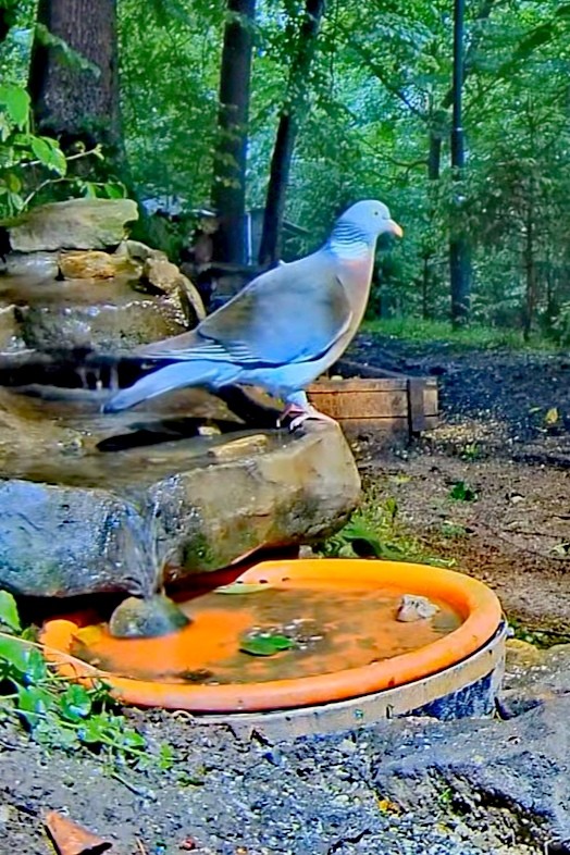 livebirdspoland_69ee6adc815abe6341f660f3073369fc.jpg