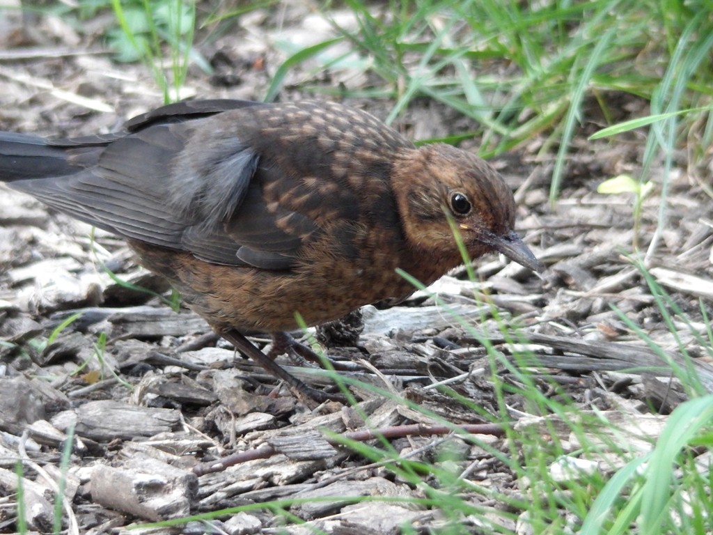 livebirdspoland_108191927b6cc41916e790635d8415df.jpg