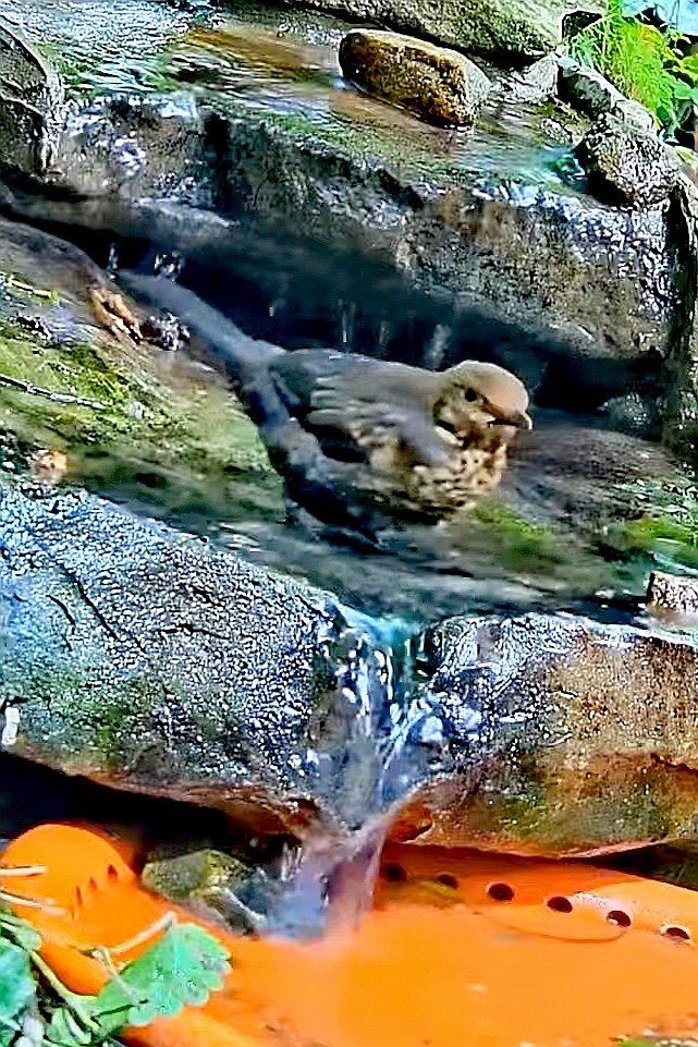 livebirdspoland_e58a50a35f512035d3e6878906d6ac8c.jpg