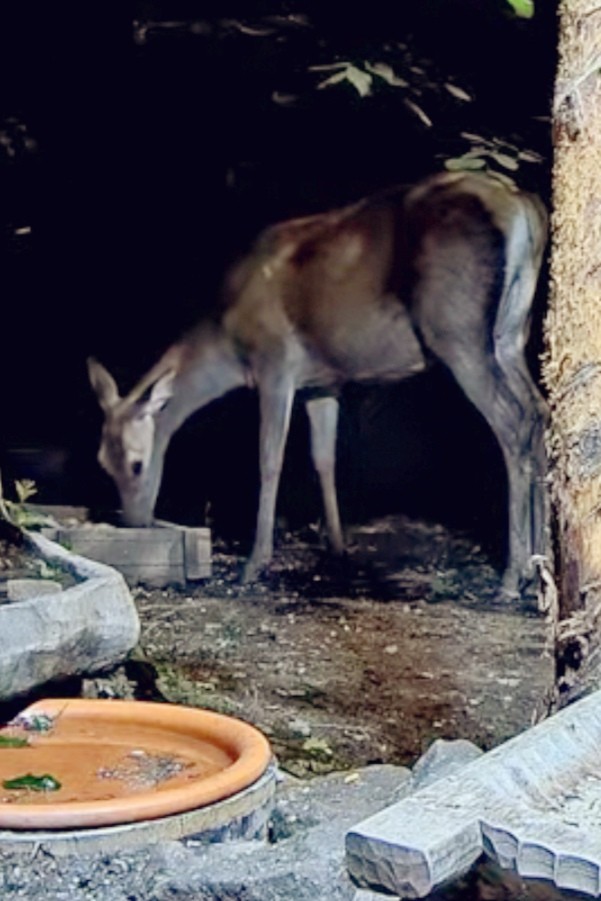 livebirdspoland_3c0423da88416066f191eb976d3fd4ab.jpg