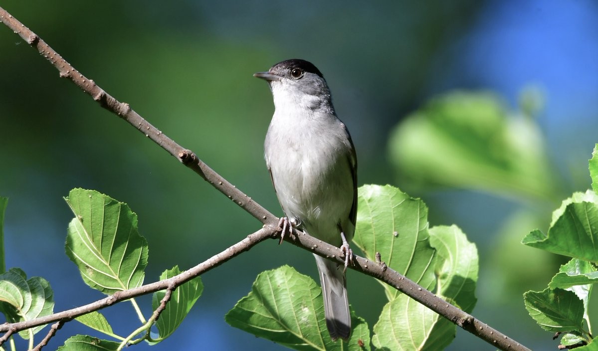 livebirdspoland_35bd33b4729213e45d684de5fd5a277f.jpg