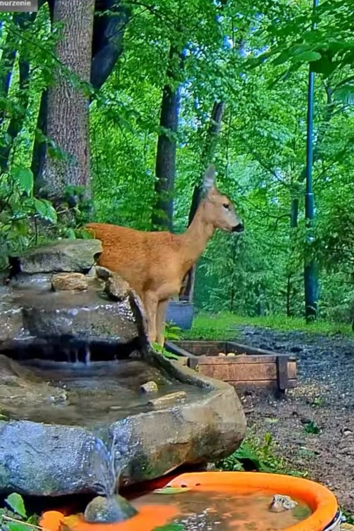 livebirdspoland_7710e00f4c5ddbc52b9fe50c11c8248f.jpg