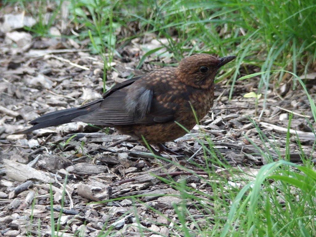 livebirdspoland_60bf98785d2641efcace4602196e224a.jpg