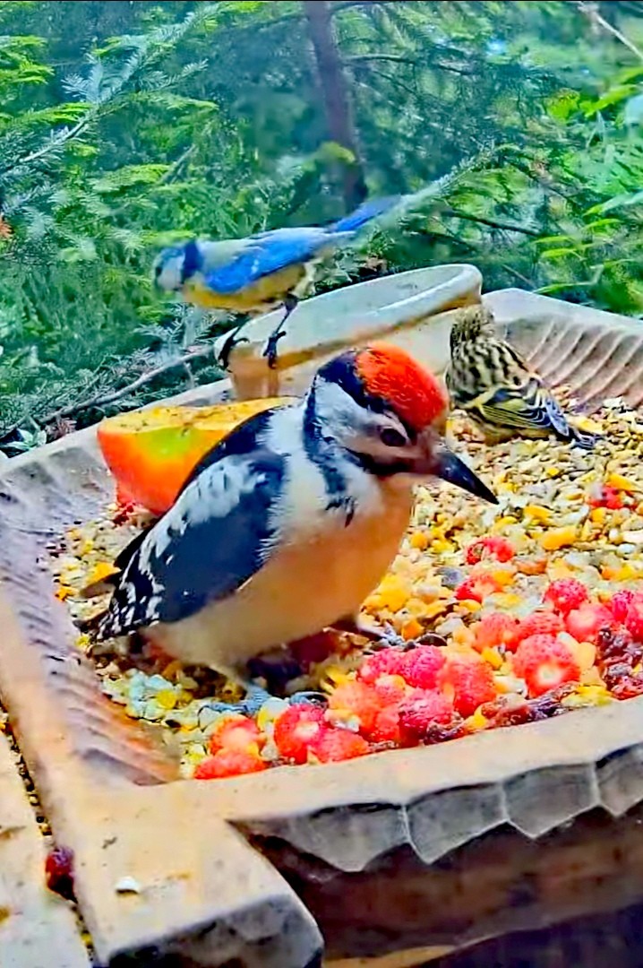 livebirdspoland_5c2868cddb33869ade4cb59a2d3a10a5.jpg