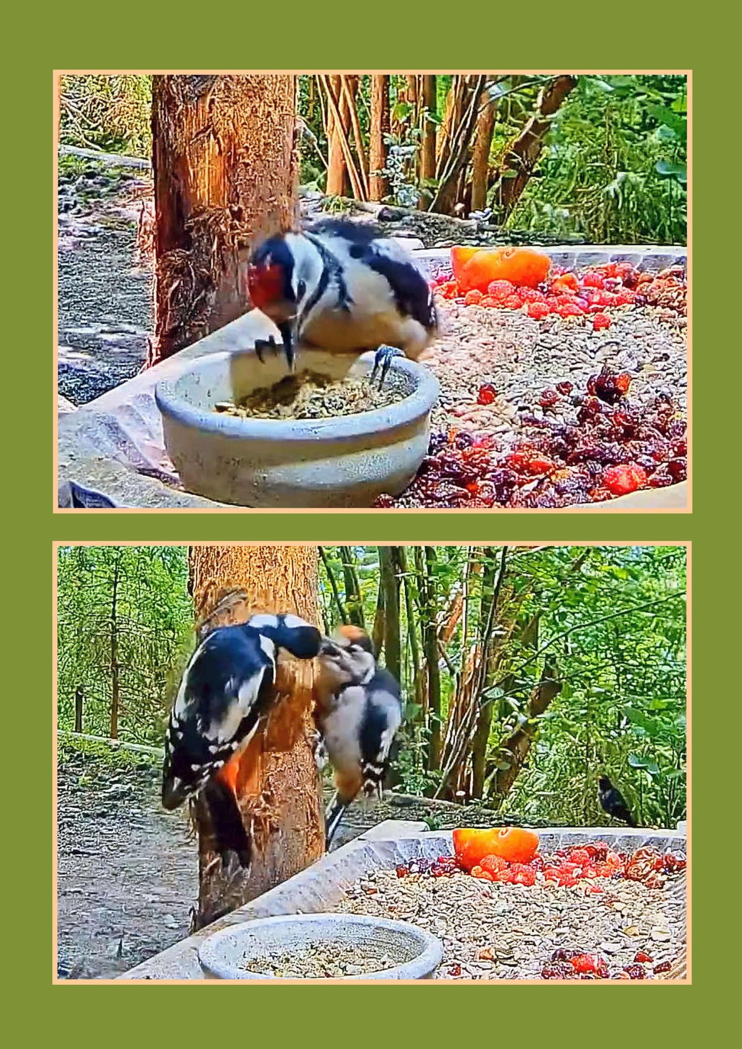 livebirdspoland_09c803d9d4bc6263c059073713628c75.jpg