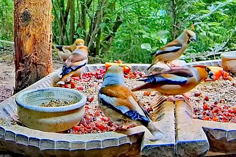 livebirdspoland_dda0bf96a2bad4a2f45fb1d85c0b3edd.jpg