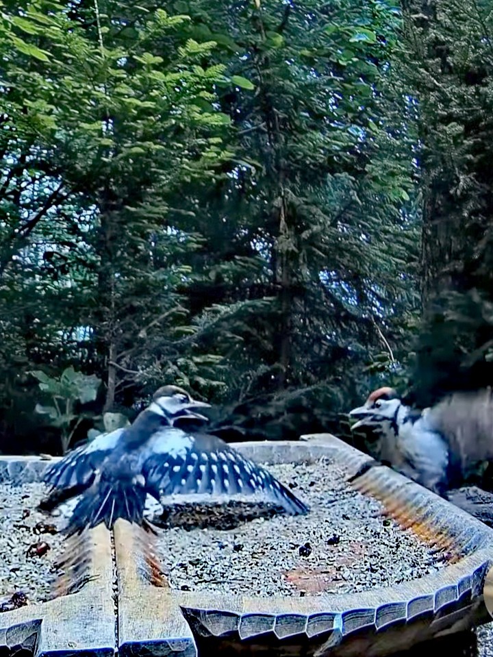 livebirdspoland_1a51923fd7c967f78b6aac2bb0c6a1ab.jpg