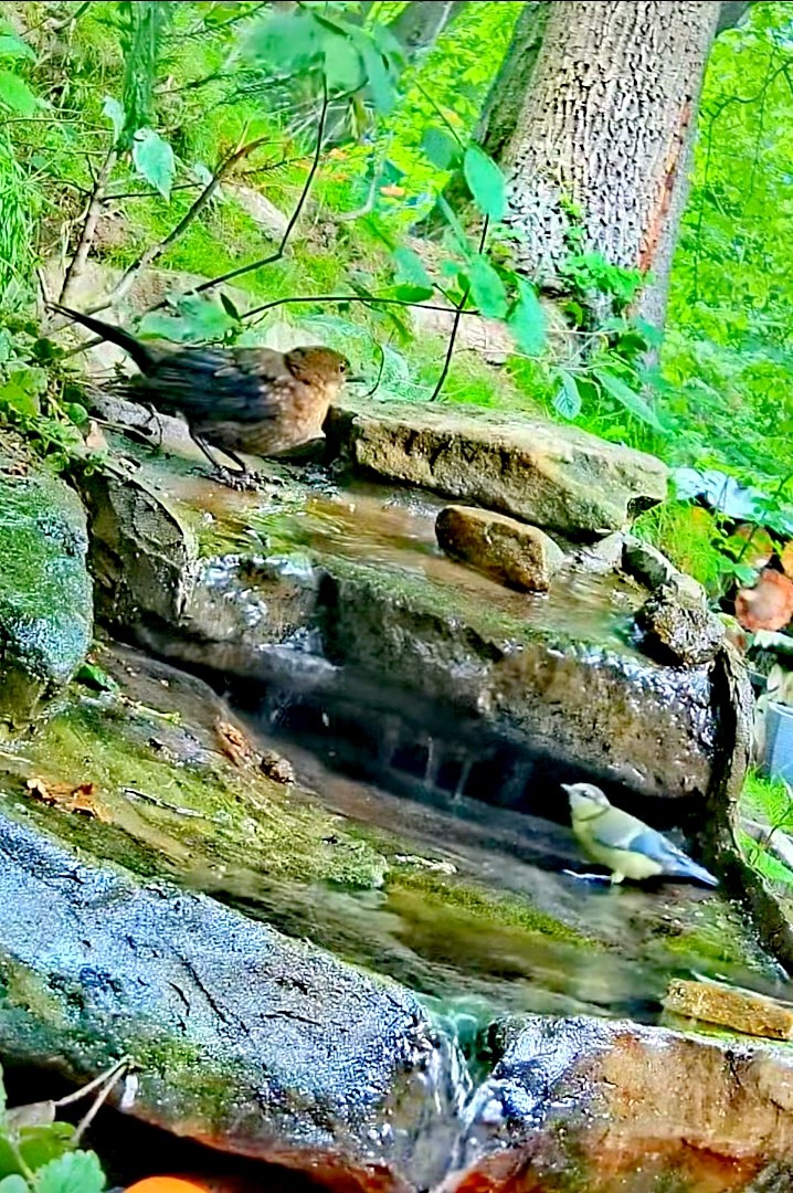 livebirdspoland_f72b134efdf4a26a0f283e7275ff7432.jpg