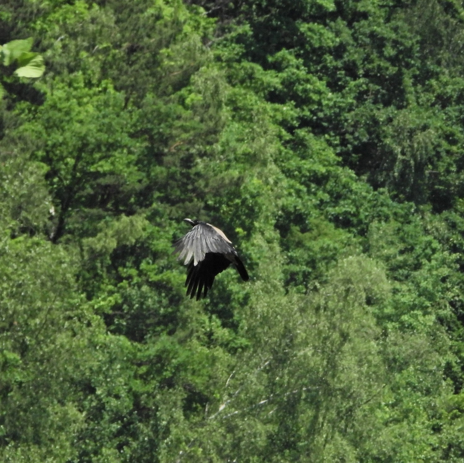 livebirdspoland_6dc86868e6ab96f9b87f2287aee5c50f.jpg