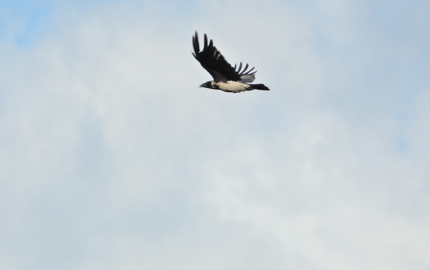 livebirdspoland_49baa8a4eb1a2e0bc57f266133f07fd9.jpg
