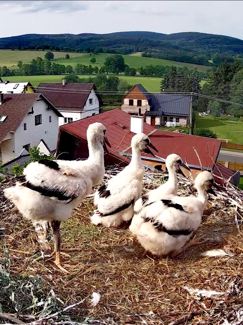 livebirdspoland_4cdbaf00f6ca238237c3d9d2380ab569.jpg