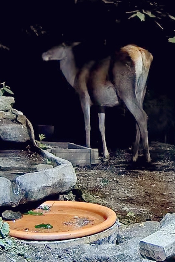 livebirdspoland_b8f1447d328b175b17e1f4cf204d11e4.jpg