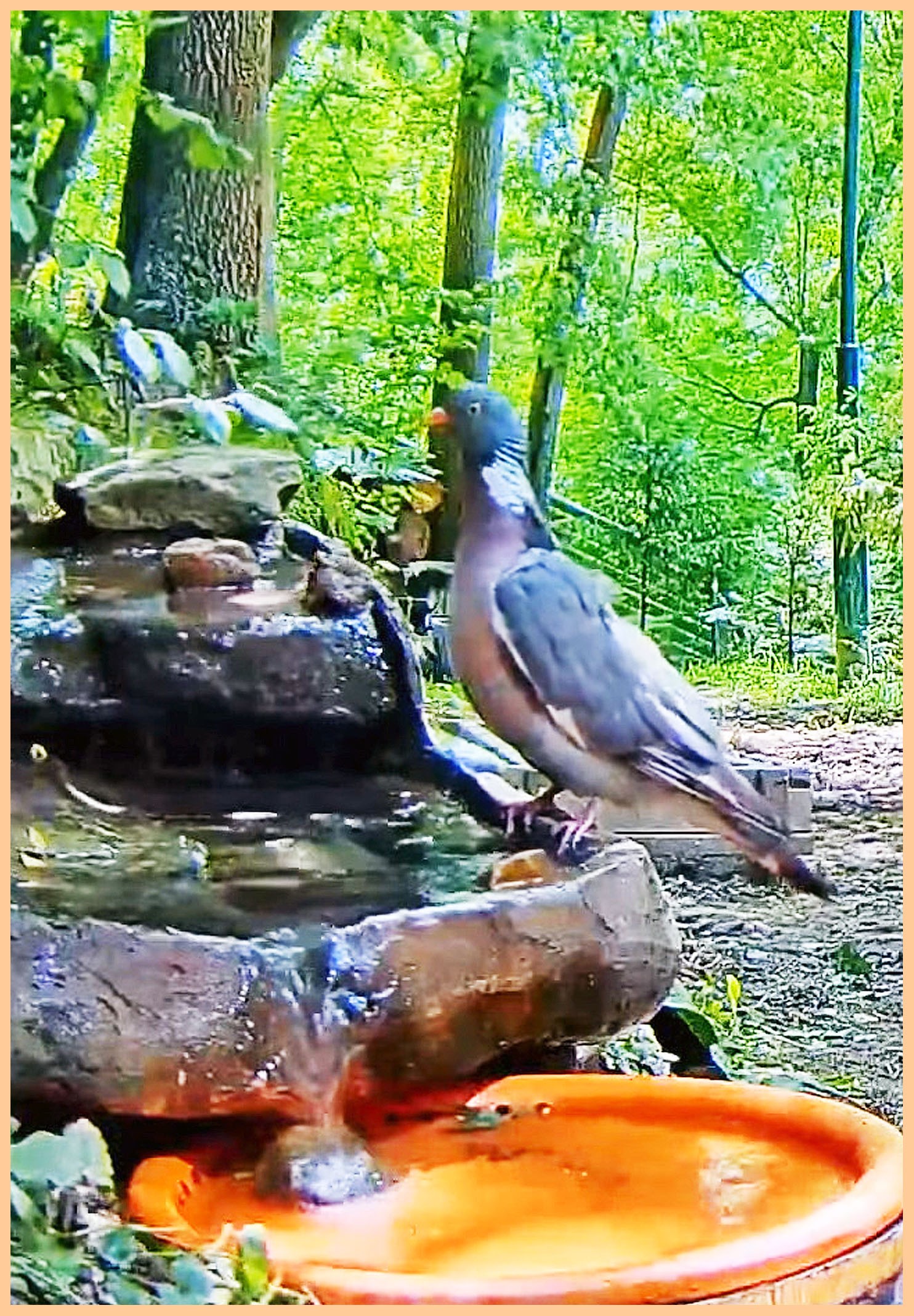 livebirdspoland_20c89aebc349dfb3545792c984efedff.jpg