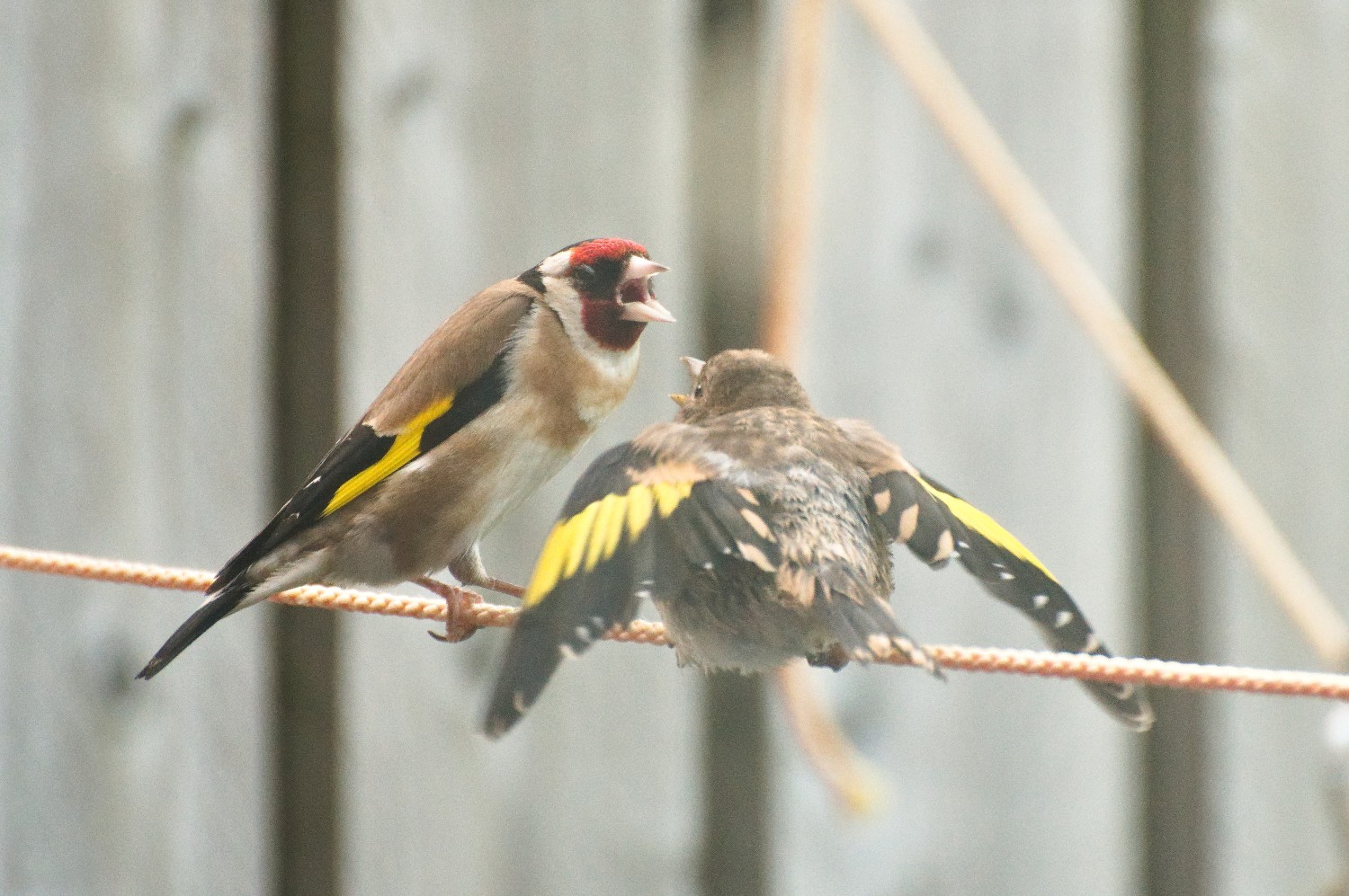 livebirdspoland_04bacf7afbc32fe5687233033eaafc01.jpg