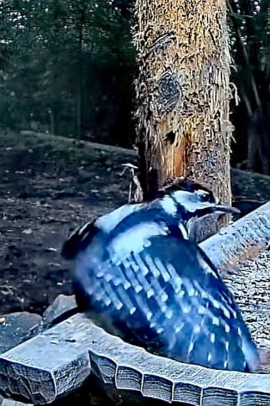 livebirdspoland_425aee513102c381cab2d7469ba6b911.jpg