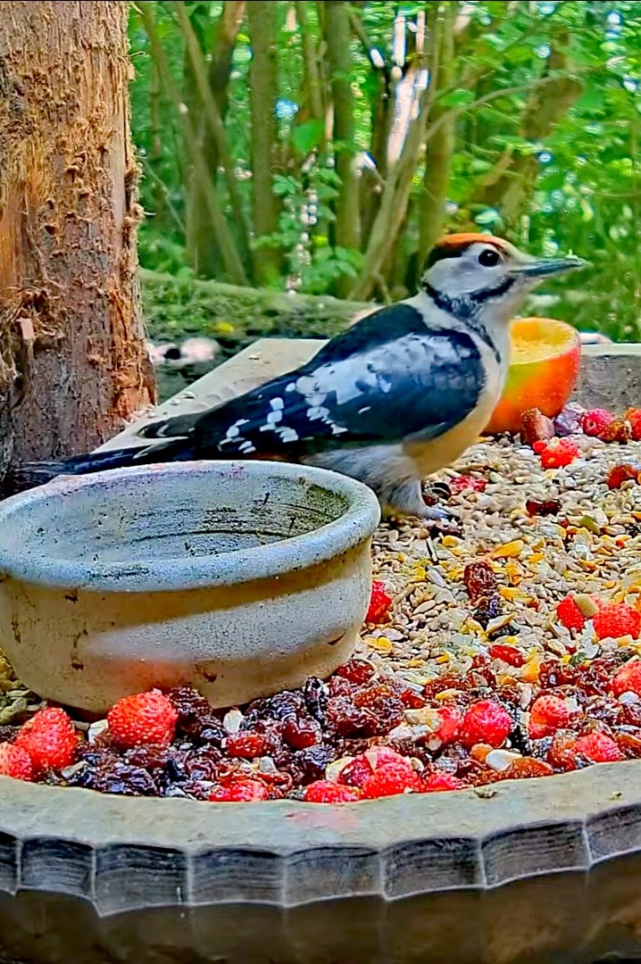 livebirdspoland_2ed5ca4e16de1bceacdb4385aeb24013.jpg