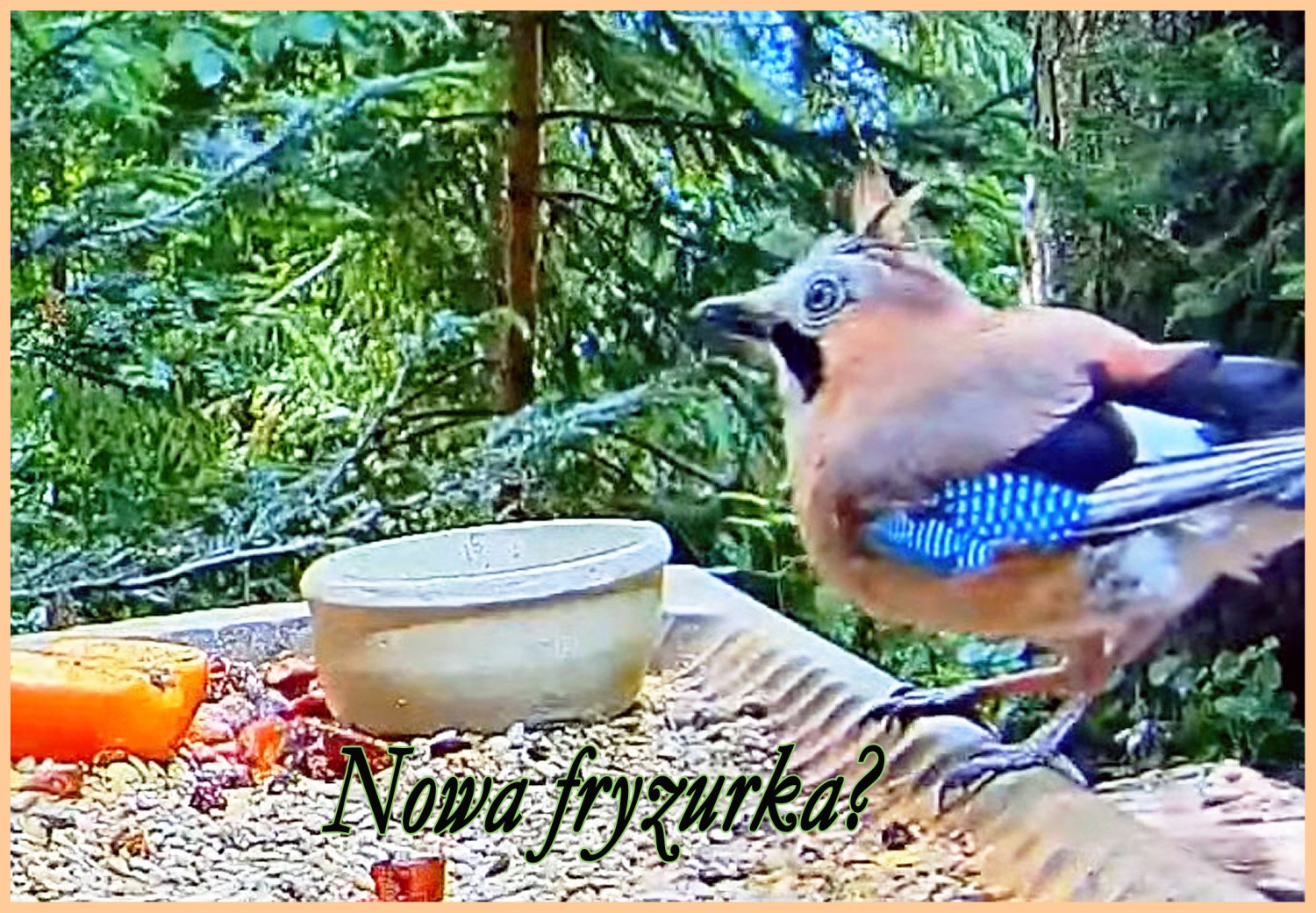 livebirdspoland_50c044bdd81d24b89934ca87115276e7.jpg