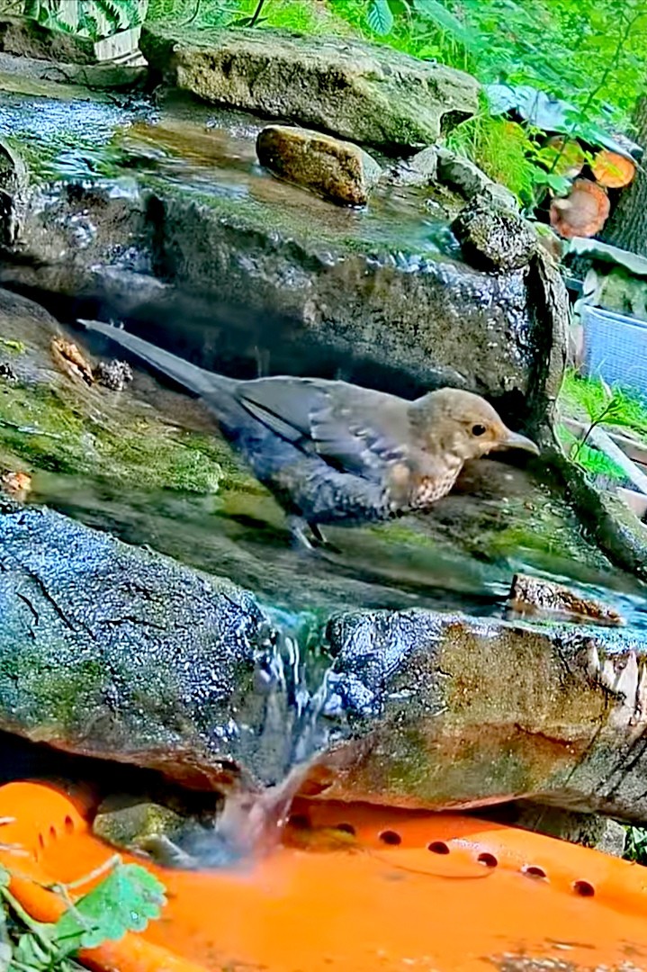 livebirdspoland_2ed38bd9f16f1e31d9acd89f7d8587f7.jpg