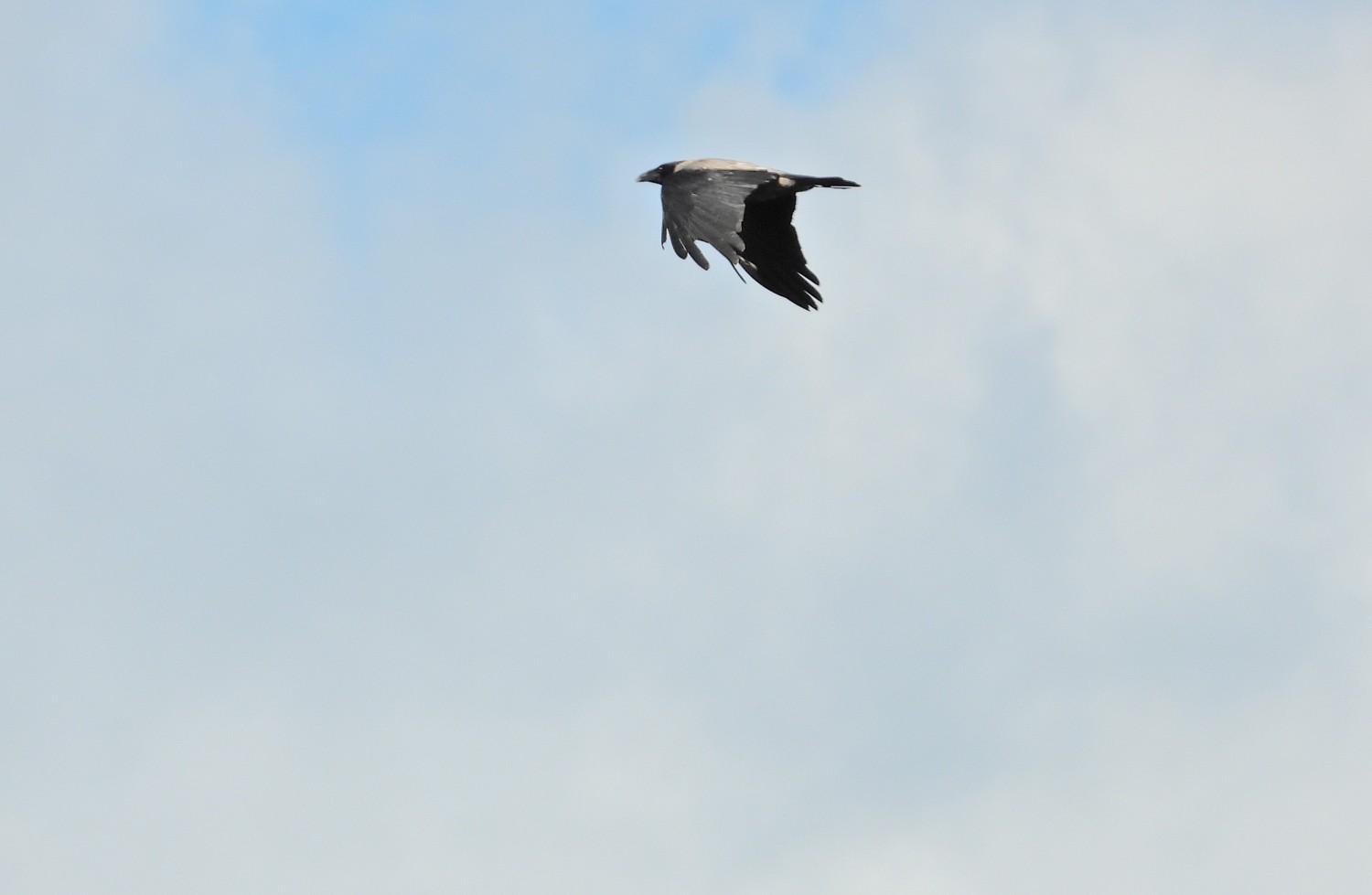 livebirdspoland_2995b8b8e1ab6853cd3e821c9b3ea9f9.jpg