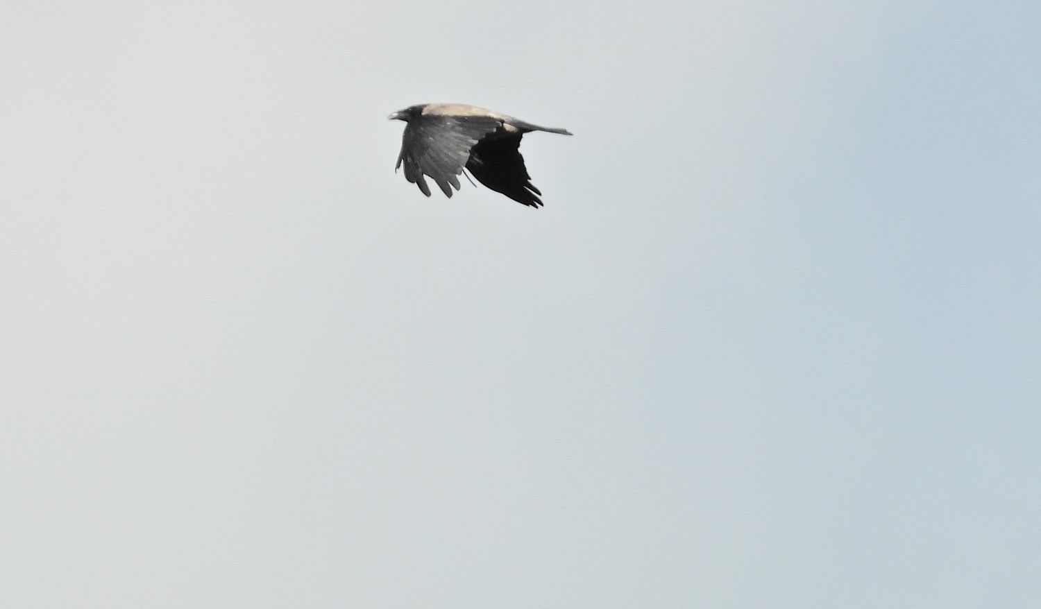 livebirdspoland_e5b0e836518055bdc5440a6b3ad07376.jpg