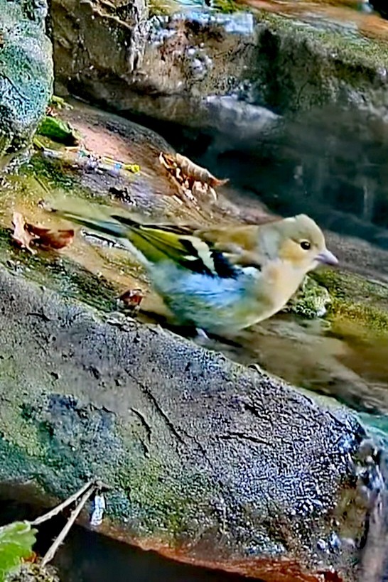 livebirdspoland_d384cfc315b78e426bff54b1e0106557.jpg