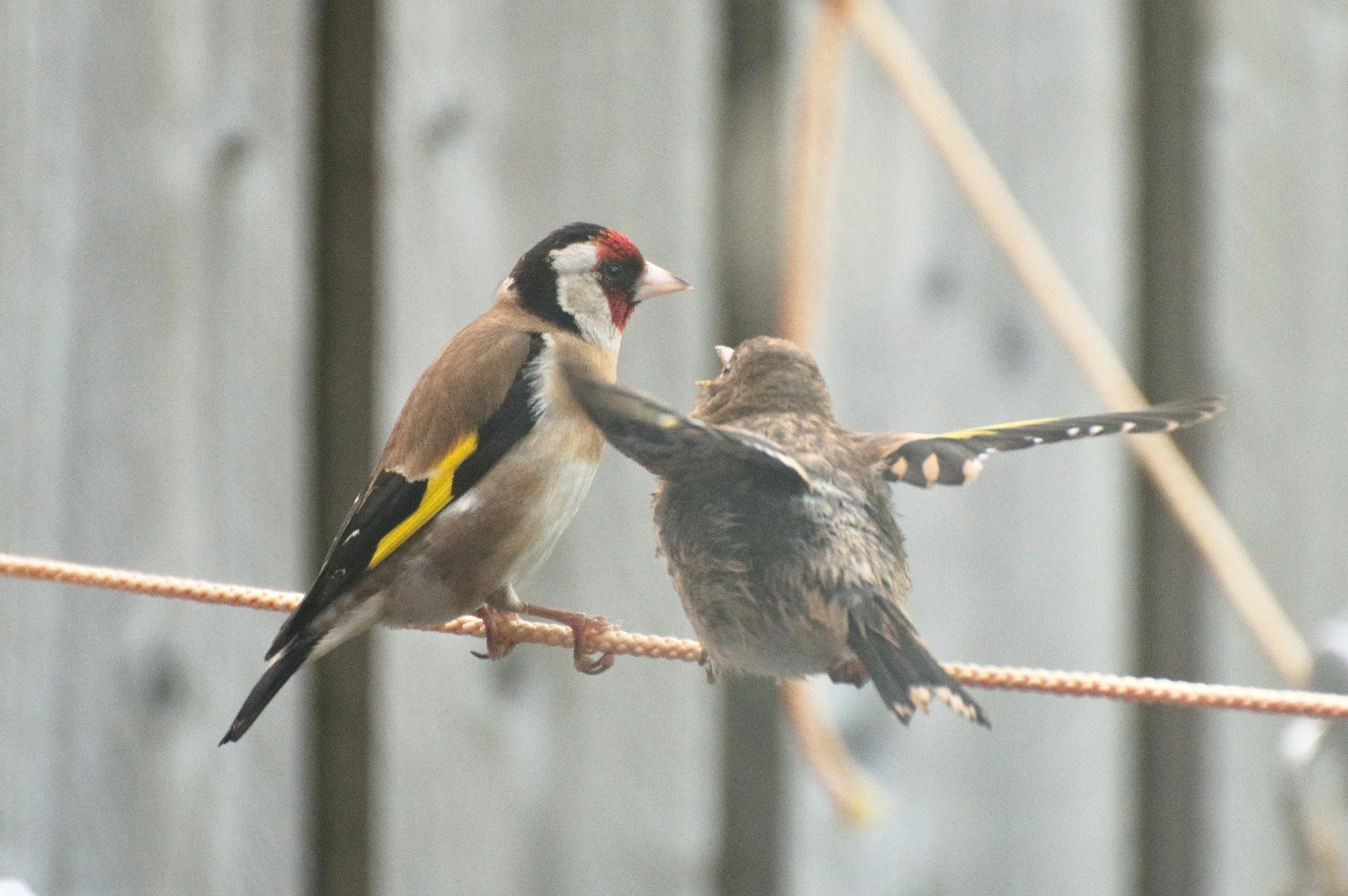 livebirdspoland_30ee18c57e044e5dc72ece28548a5ed9.jpg