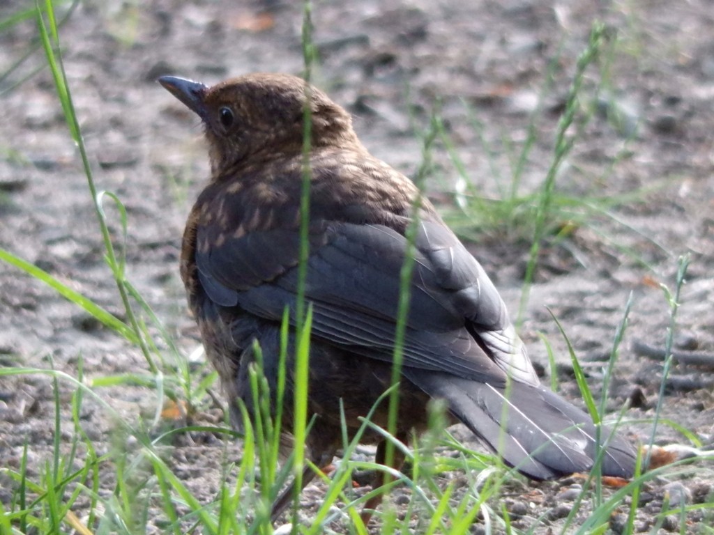 livebirdspoland_f2e00b4d6045b8f72dc14ed24105b870.jpg