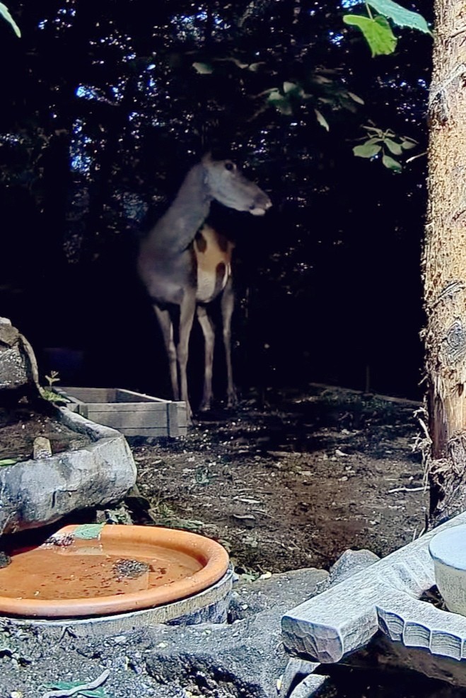 livebirdspoland_a183effb41a255d7b5f9b9c5d4960335.jpg