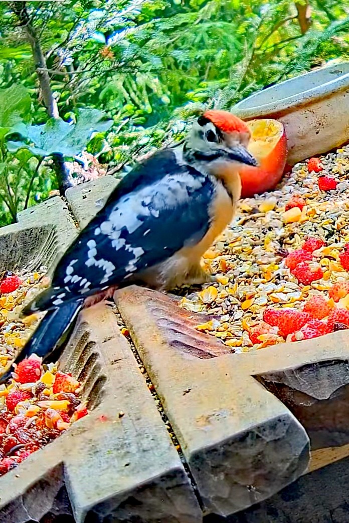 livebirdspoland_94a8c48be0b54e2d1882a042a929aa41.jpg