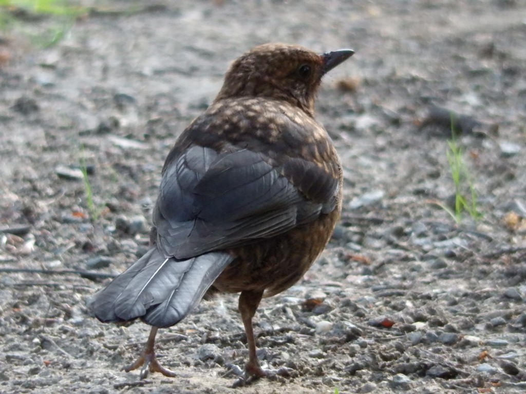 livebirdspoland_1bd020e3a26daeeab0c1ccca3acac1f8.jpg