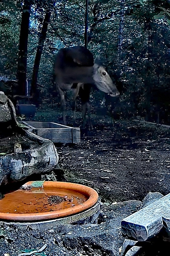 livebirdspoland_6cf47c3f5c6d7b095cf9a8d786394d03.jpg