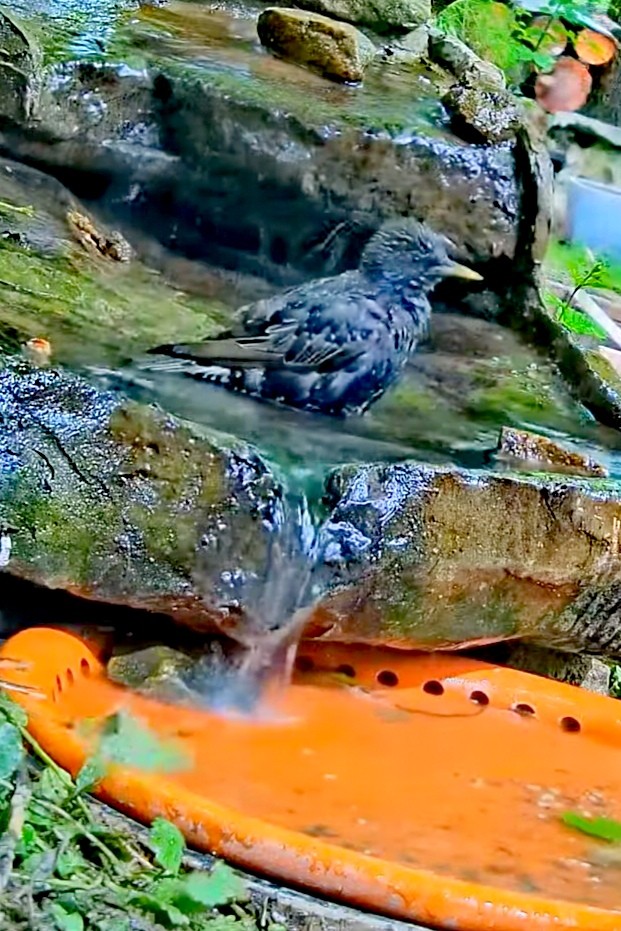 livebirdspoland_ab0b3e2eb127684653bfde0a8f4ab709.jpg