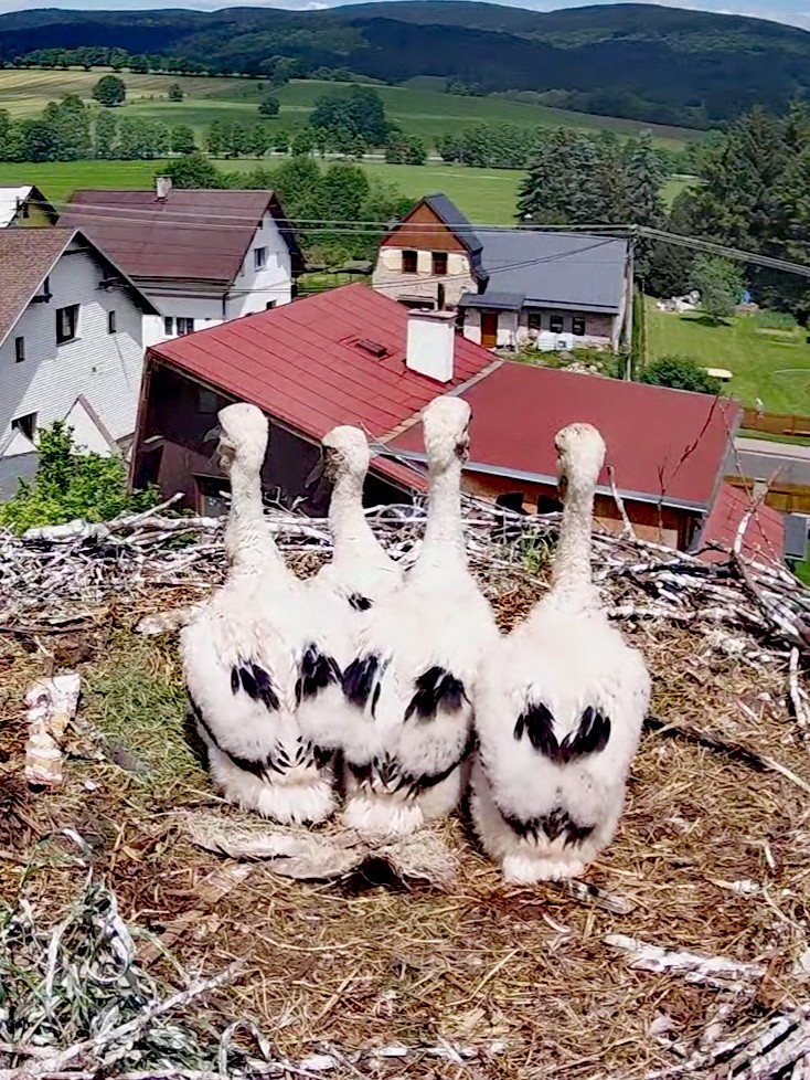 livebirdspoland_964fdfc9f9b27d569b78545dbc48b9b4.jpg