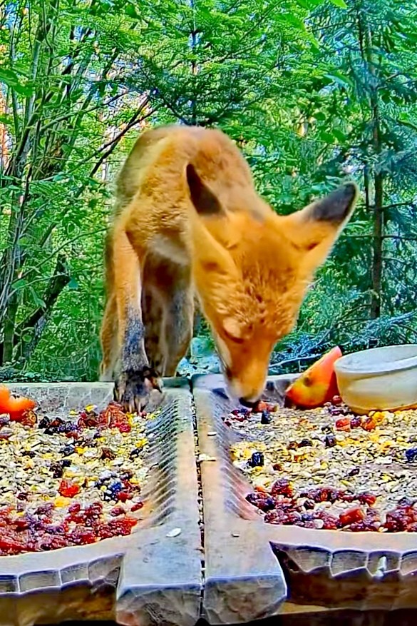 livebirdspoland_39a22a1ee6c954d5e777320ca4804d3f.jpg