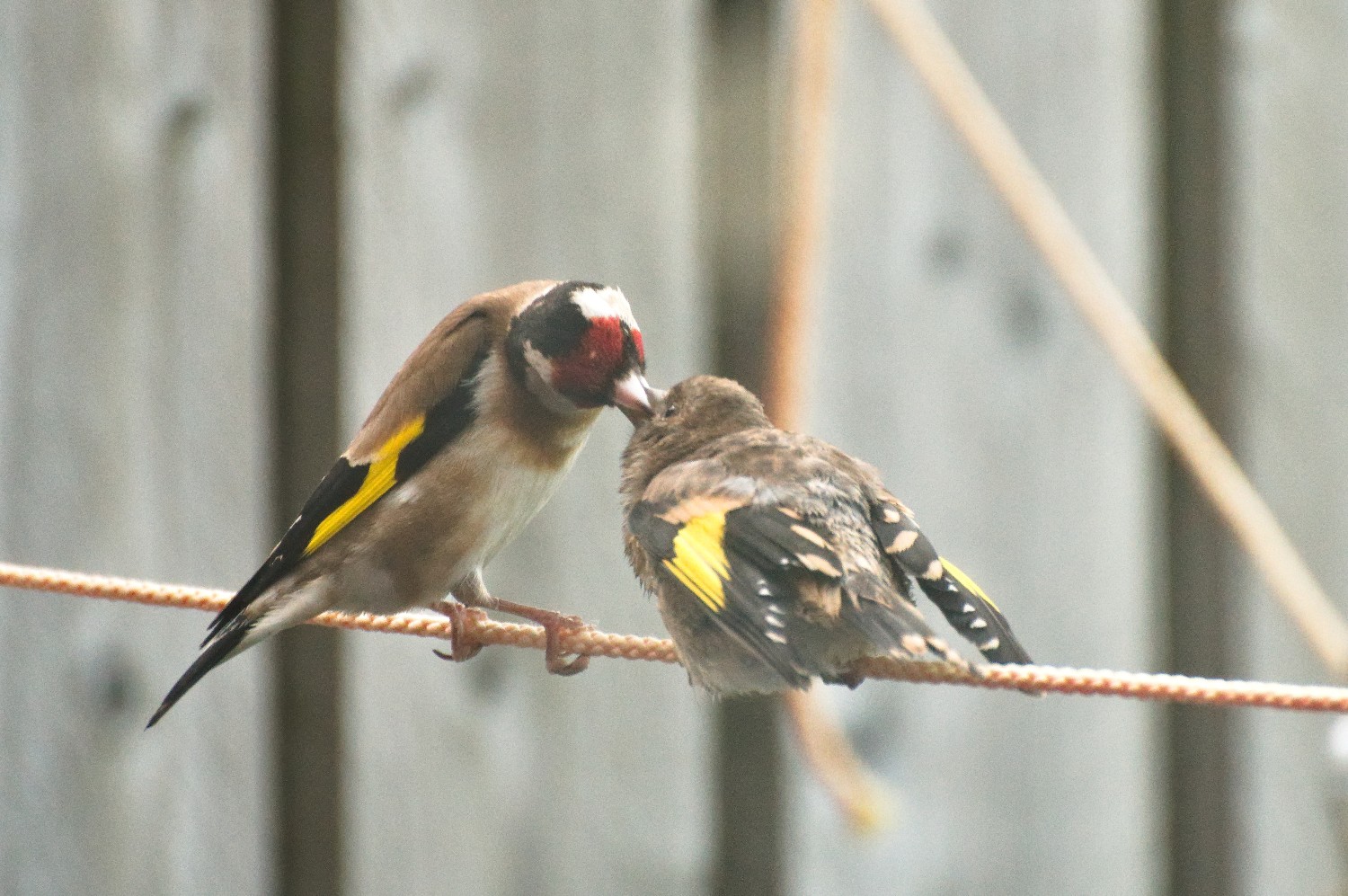 livebirdspoland_36e54fbe815f33c96da84b3b63022dc7.jpg