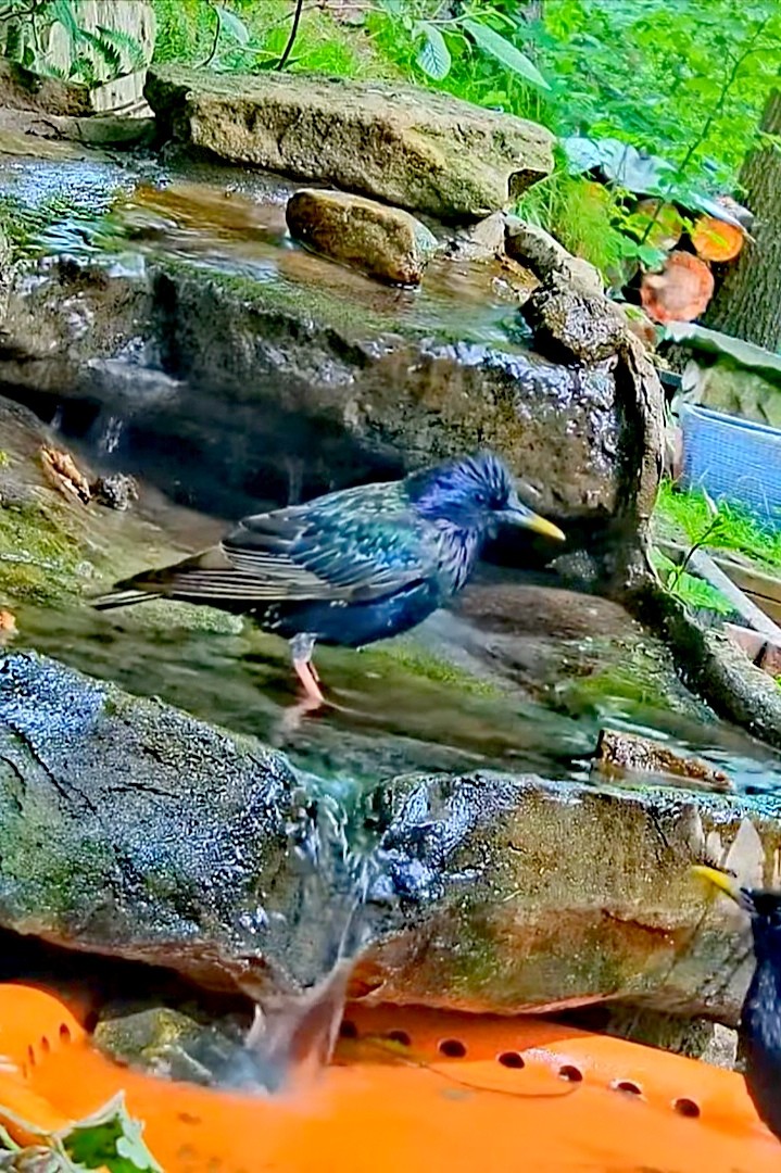 livebirdspoland_eede6d545d3b193faa096632021baac6.jpg