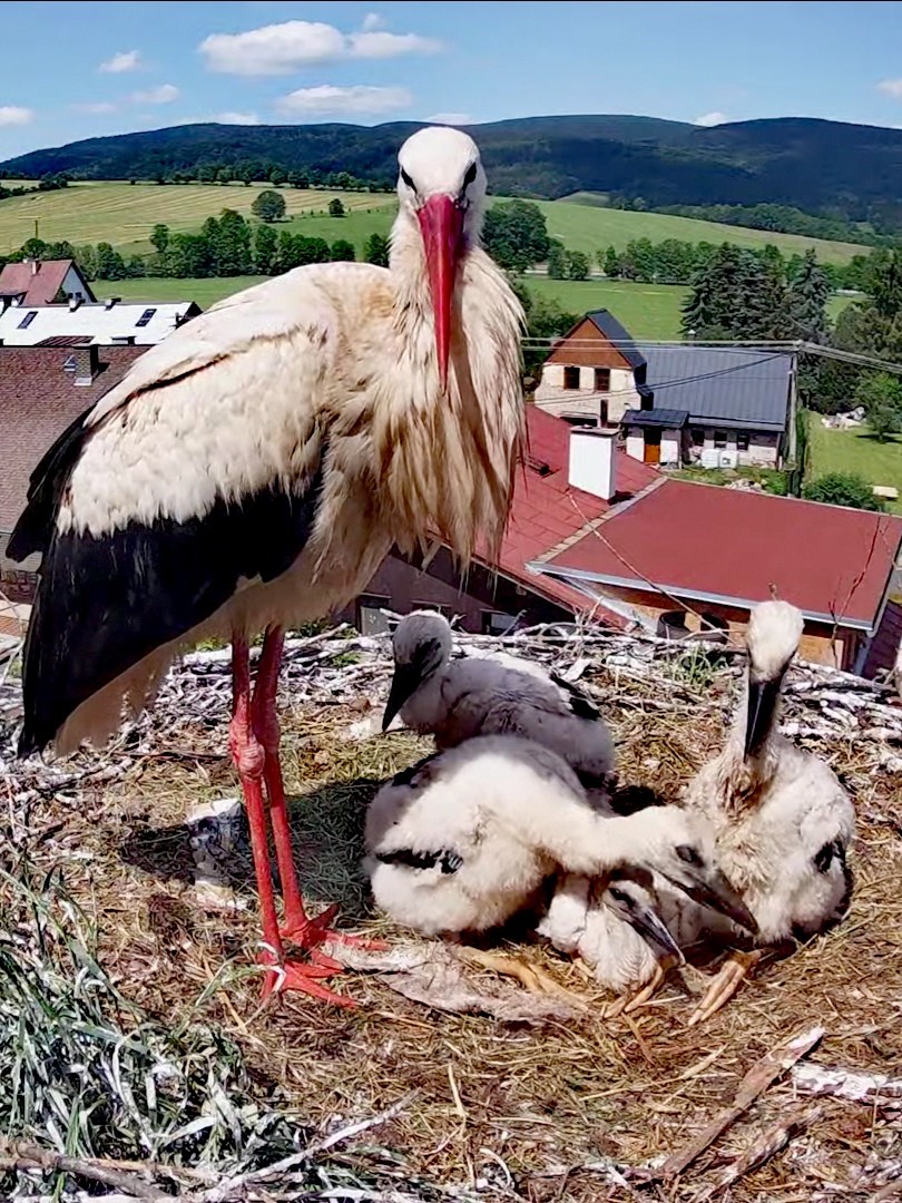 livebirdspoland_9fdd7a0849ad5939de122ed6f208af46.jpg