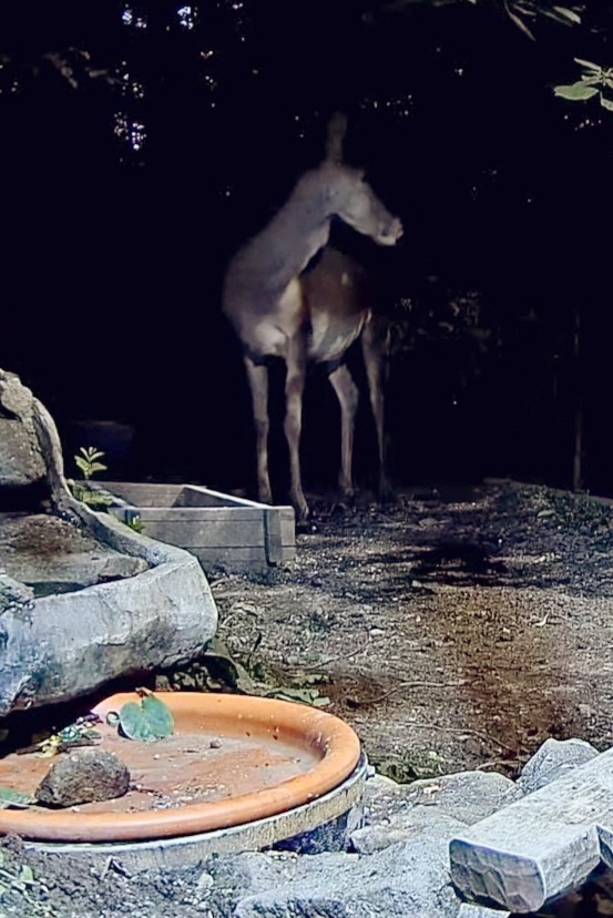 livebirdspoland_46aaa2d80ae95bbcfb56db000f1847ee.jpg
