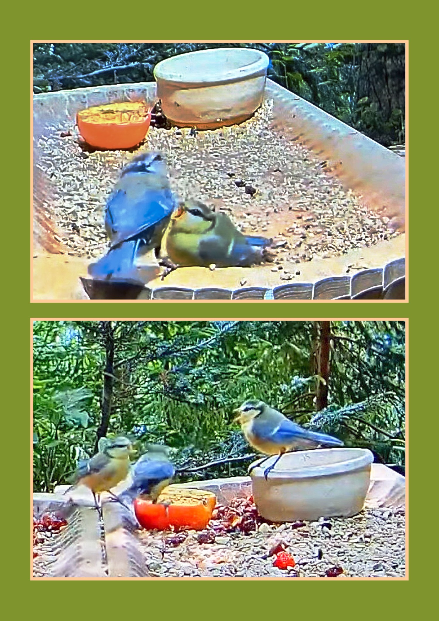 livebirdspoland_c7c1bcb699b493ced13c0aef30768f14.jpg