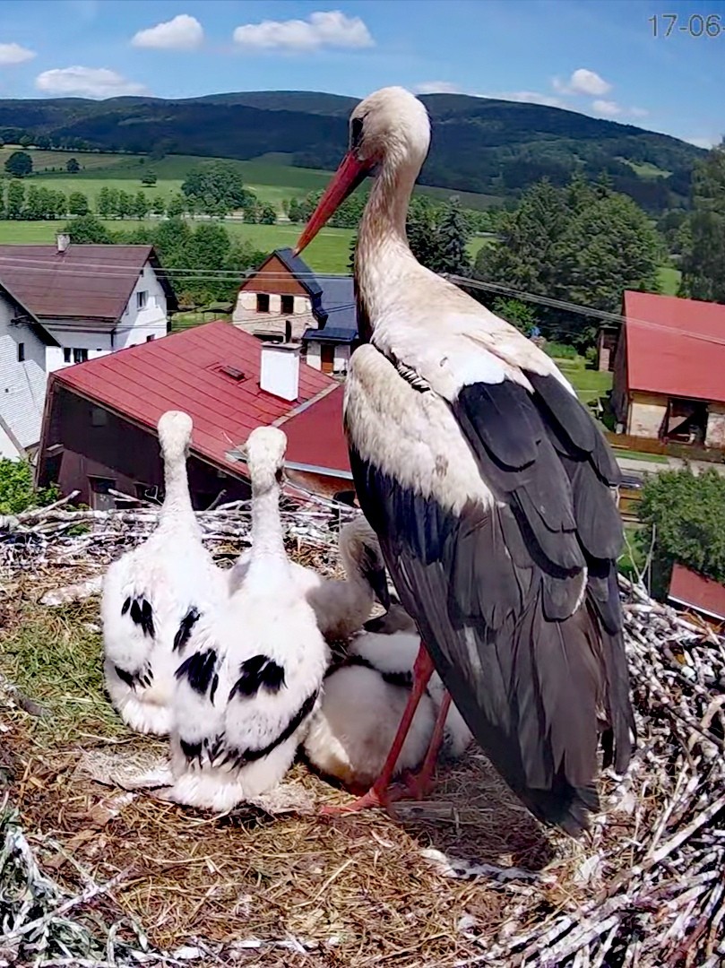 livebirdspoland_556465885cd4ca9127018a127d6ce54a.jpg