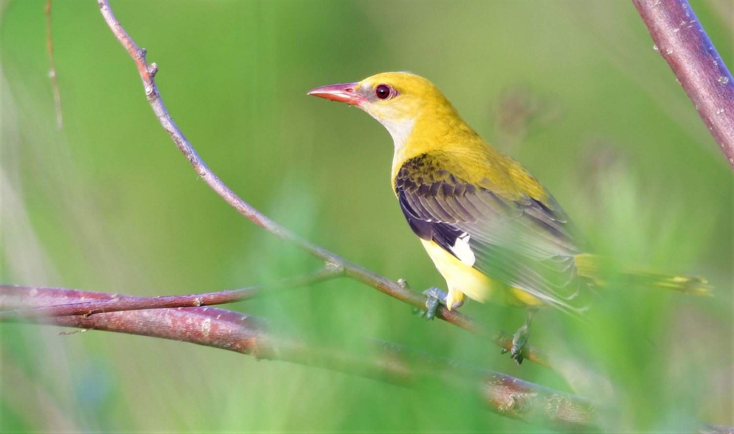 livebirdspoland_d50bd5a25758de82928a503da8c84df7.jpg