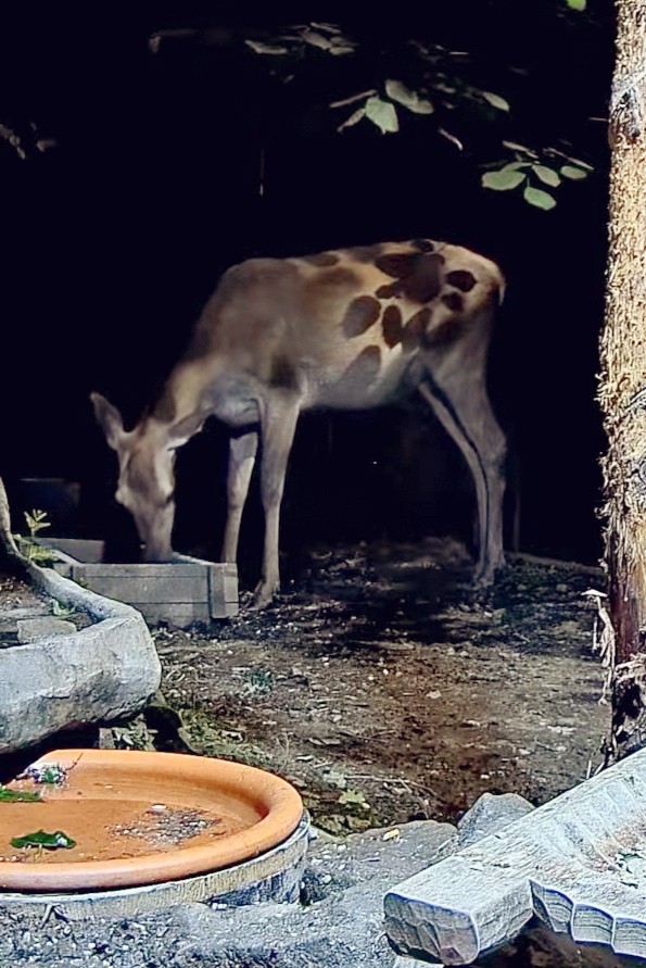 livebirdspoland_3794222b0222194e858ef107ca17d3f9.jpg