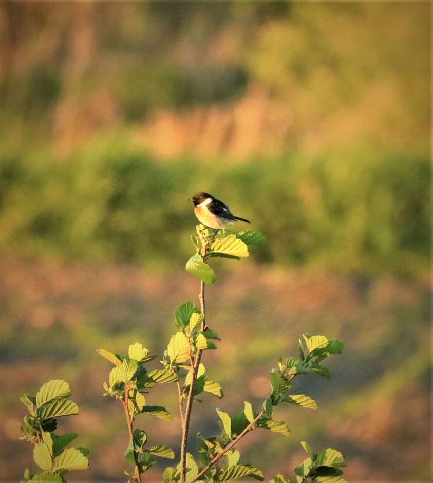 livebirdspoland_62a8db74463b34aa9aa58d8d632ddfdc.png