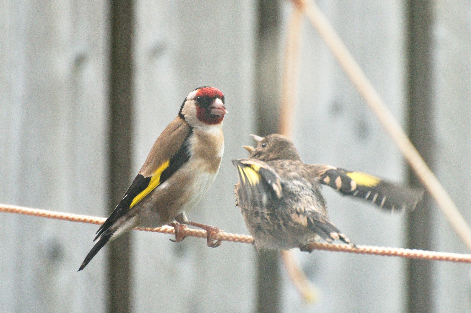 livebirdspoland_6362ecef32aaa91b726af8fd1b5d9804.jpg